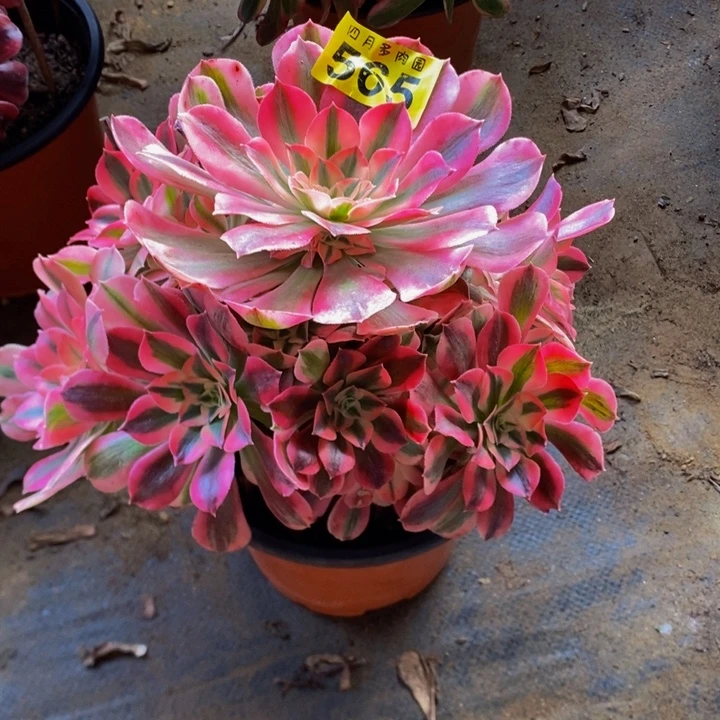 酸***子多肉红体女巫5650000