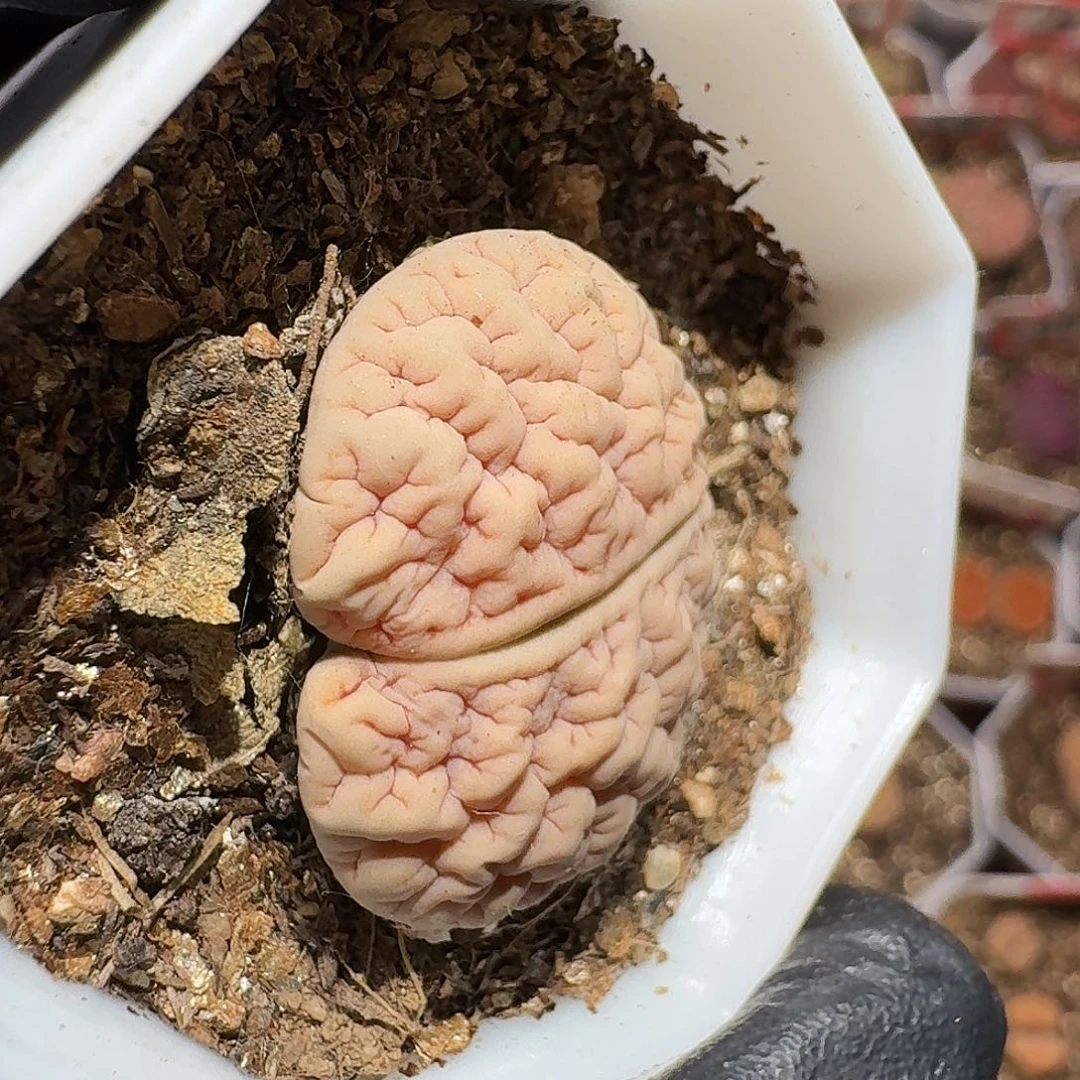 用****5生石花等111111。 用户宝。  128