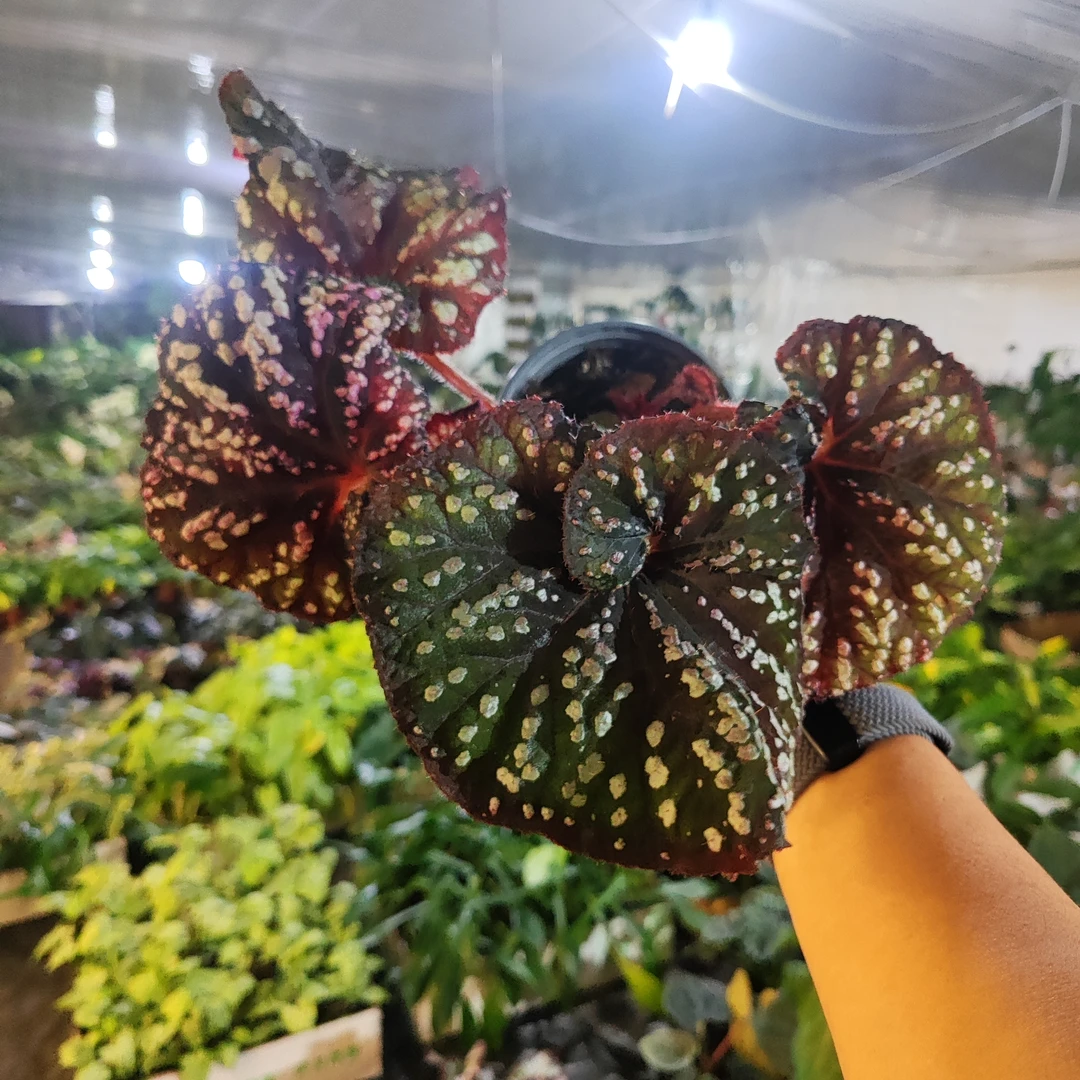 Be happy秋海棠室内观叶植物秋海棠盆栽好养