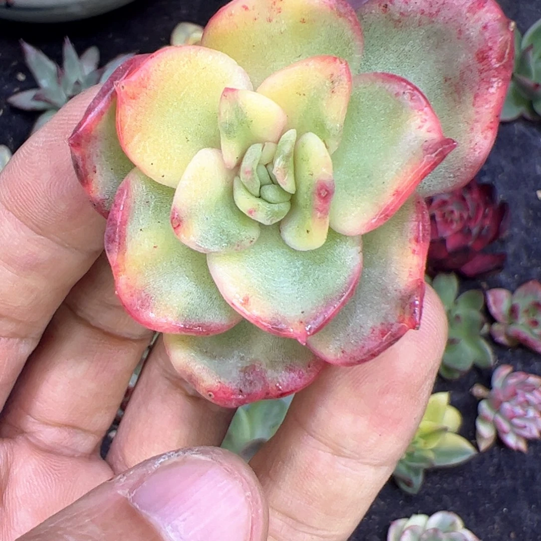 东云彩锦，多肉植物