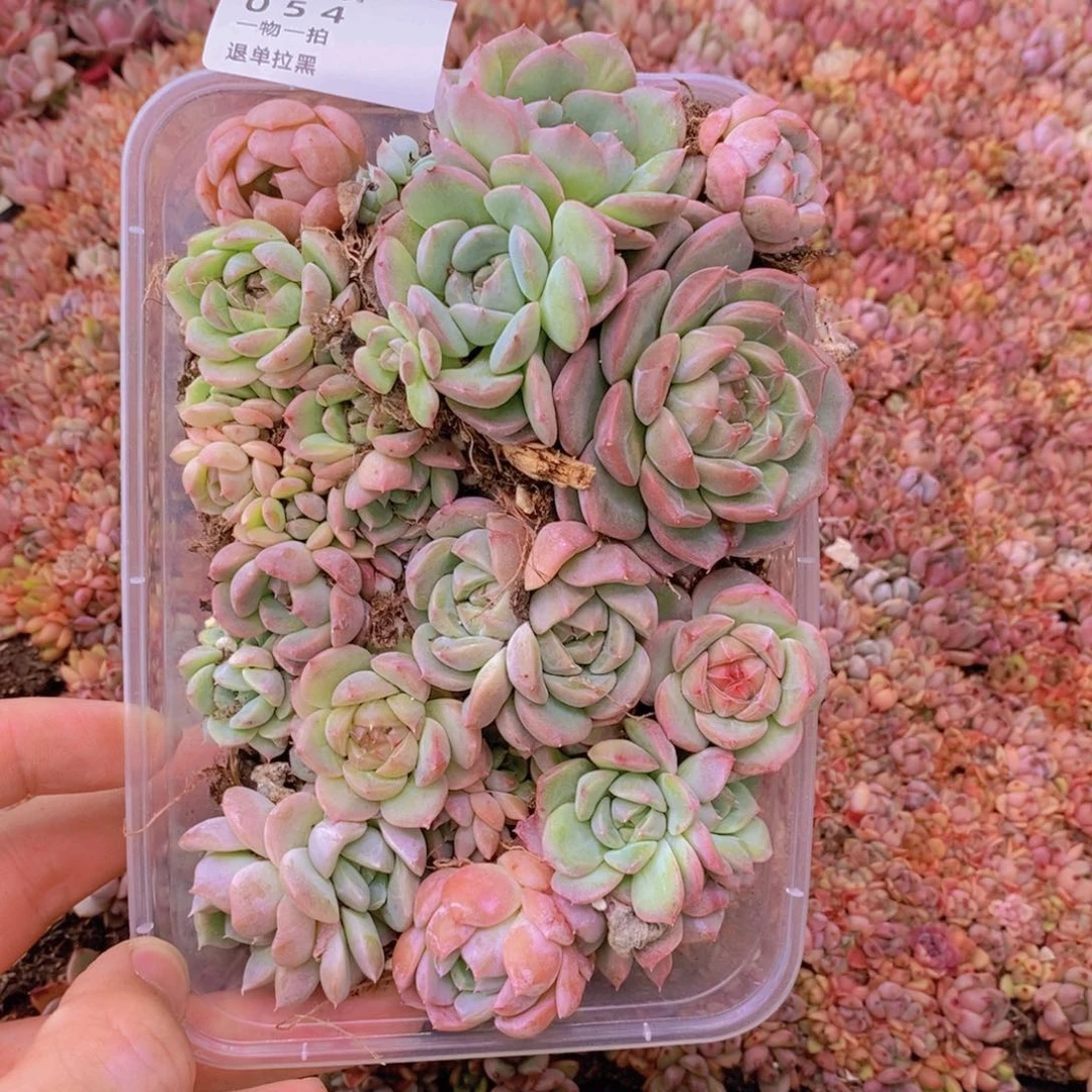 54多肉一物一拍链接