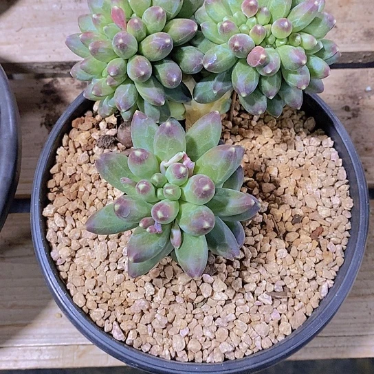 思*千代田多肉植物群