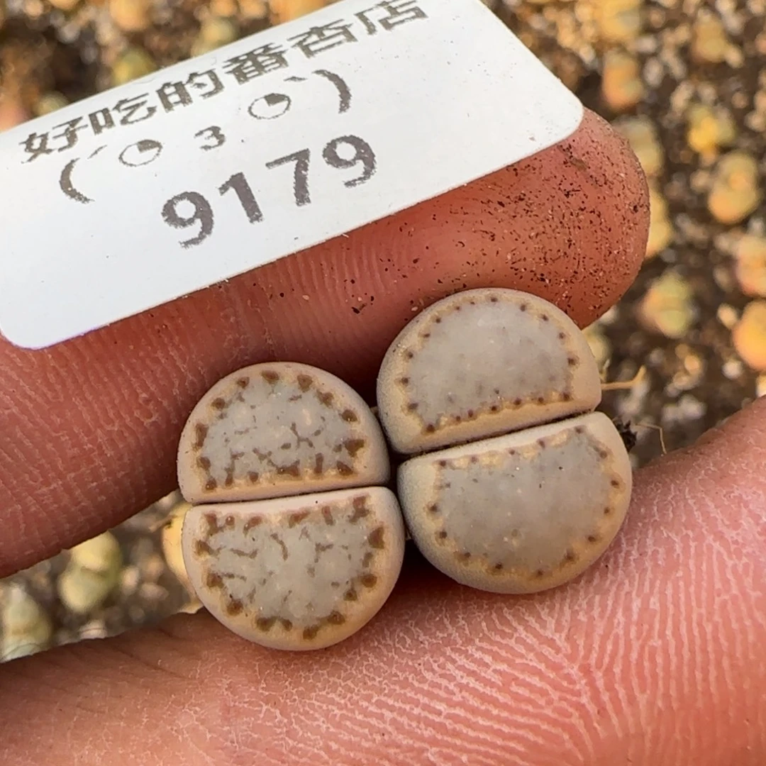 9179。长腿。。。。。。。