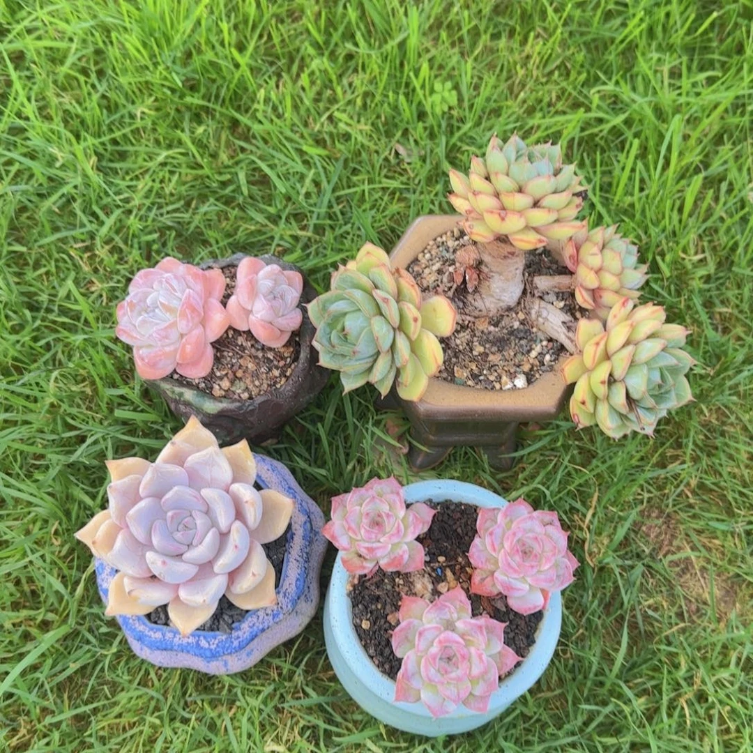 木***欣欣欣姐姐多肉植物