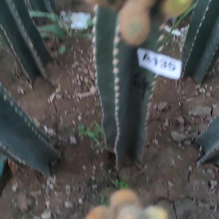 茵***茵量天尺四色金妞1个135