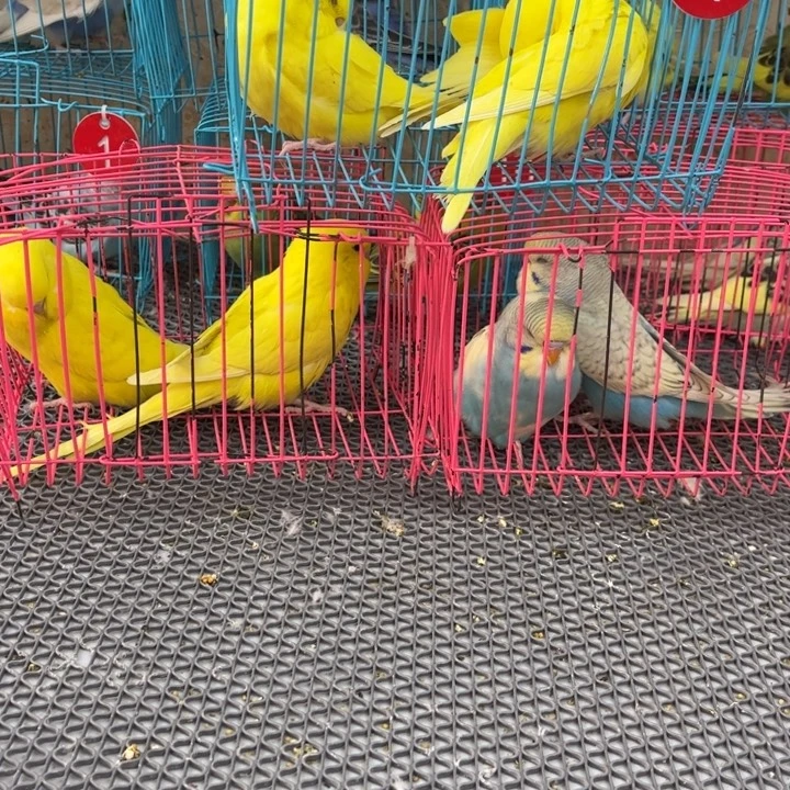 *****虎皮鹦鹉虎皮鹦鹉