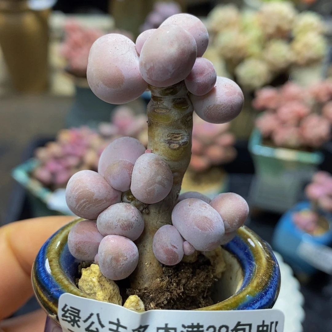 155 橙奶4 厘米多肉