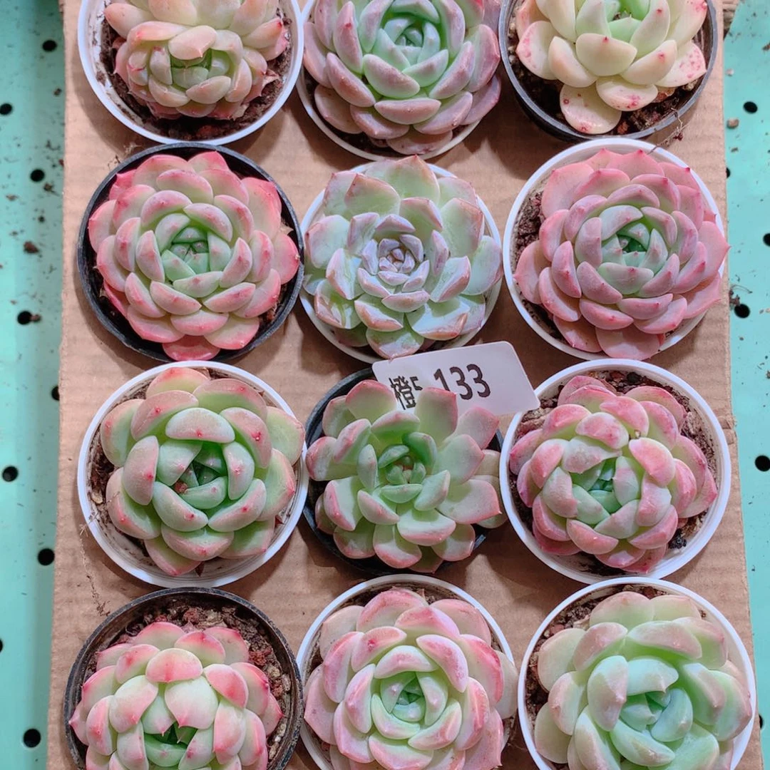 5-133一物一拍带盆18颗