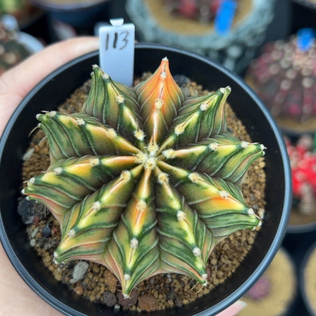 113泰系肋骨锦，带盆土发货