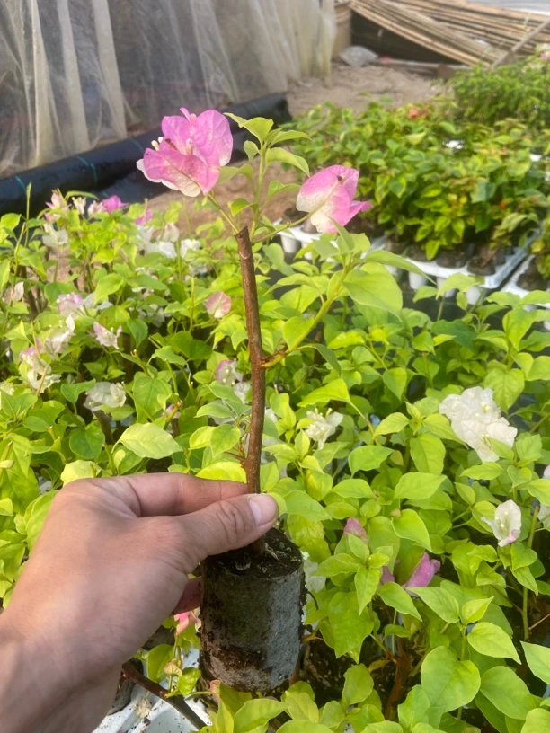 橙口红三角梅，花色丰富勤花，观赏价值超高”