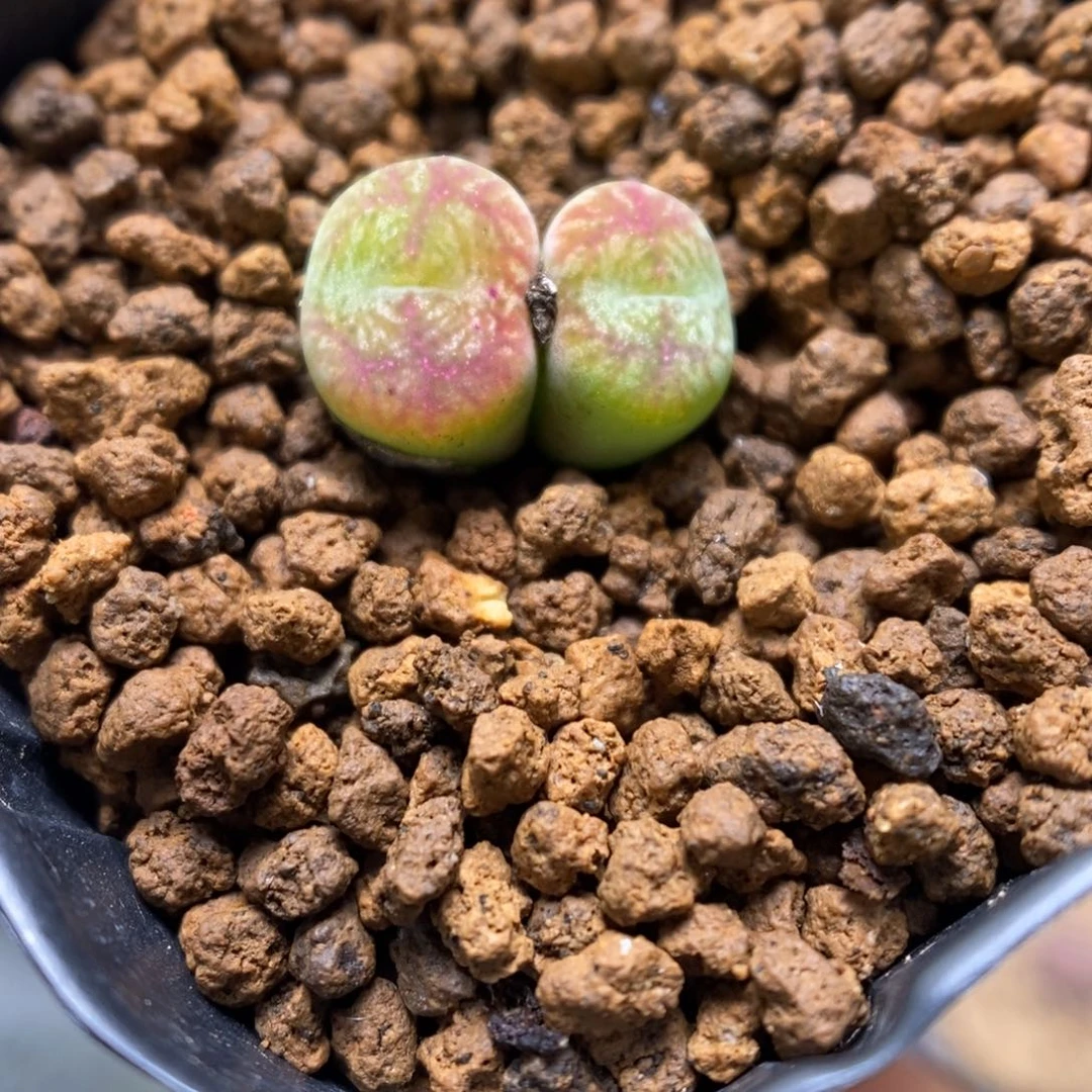 多肉植物肉锥杂交K-3218 开播