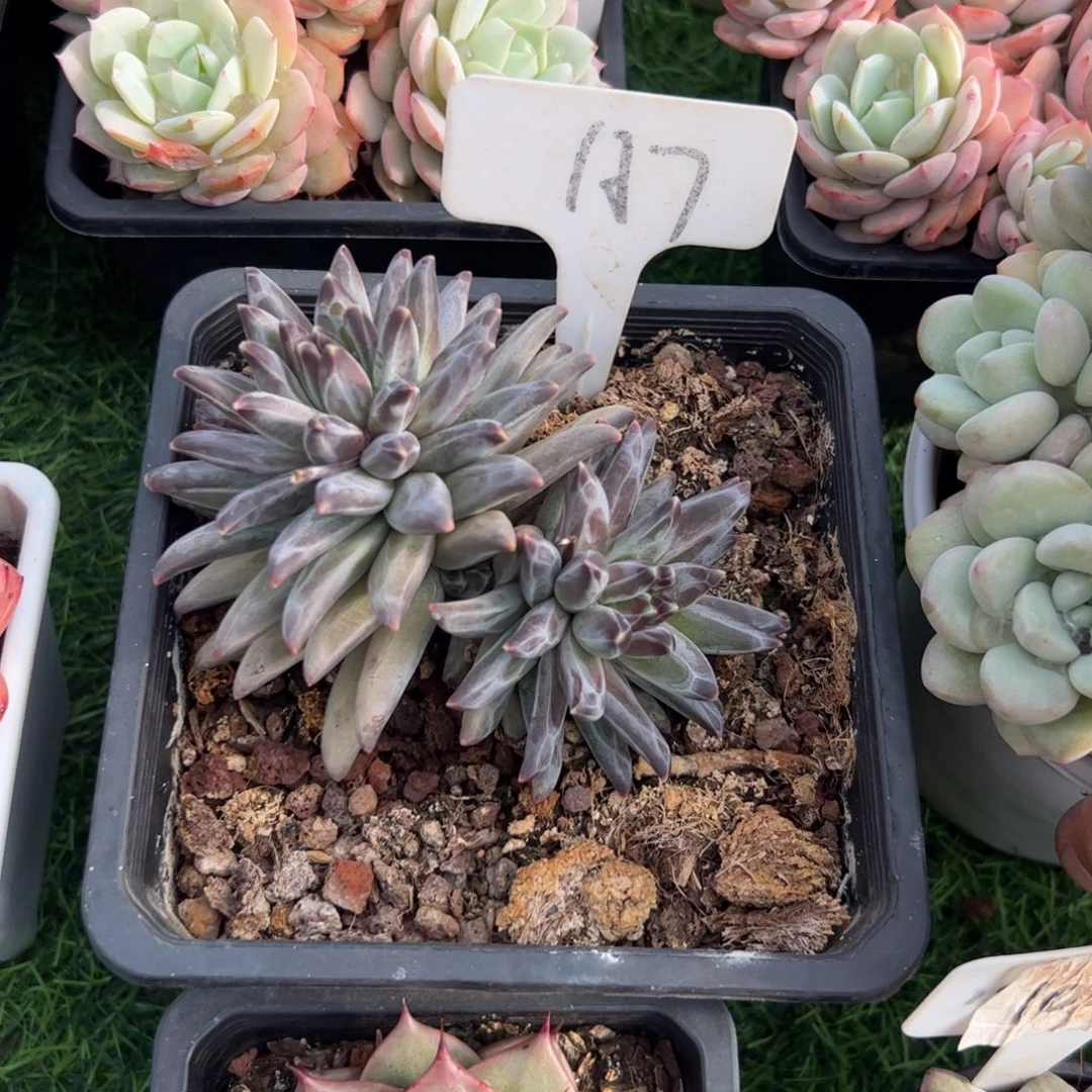 梵高美人多肉植物