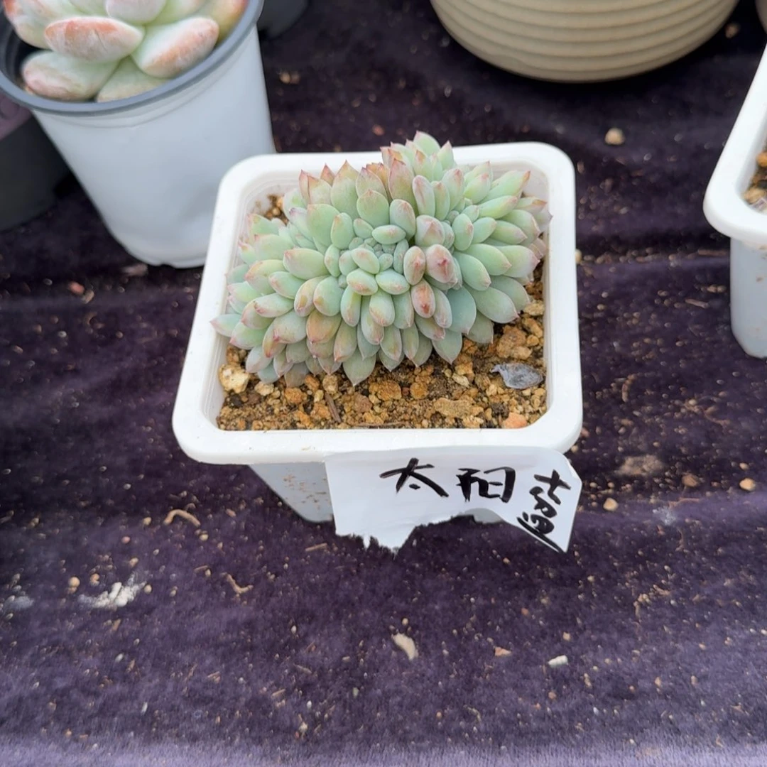 快****精美小缀化，专拍链接，带盆发货