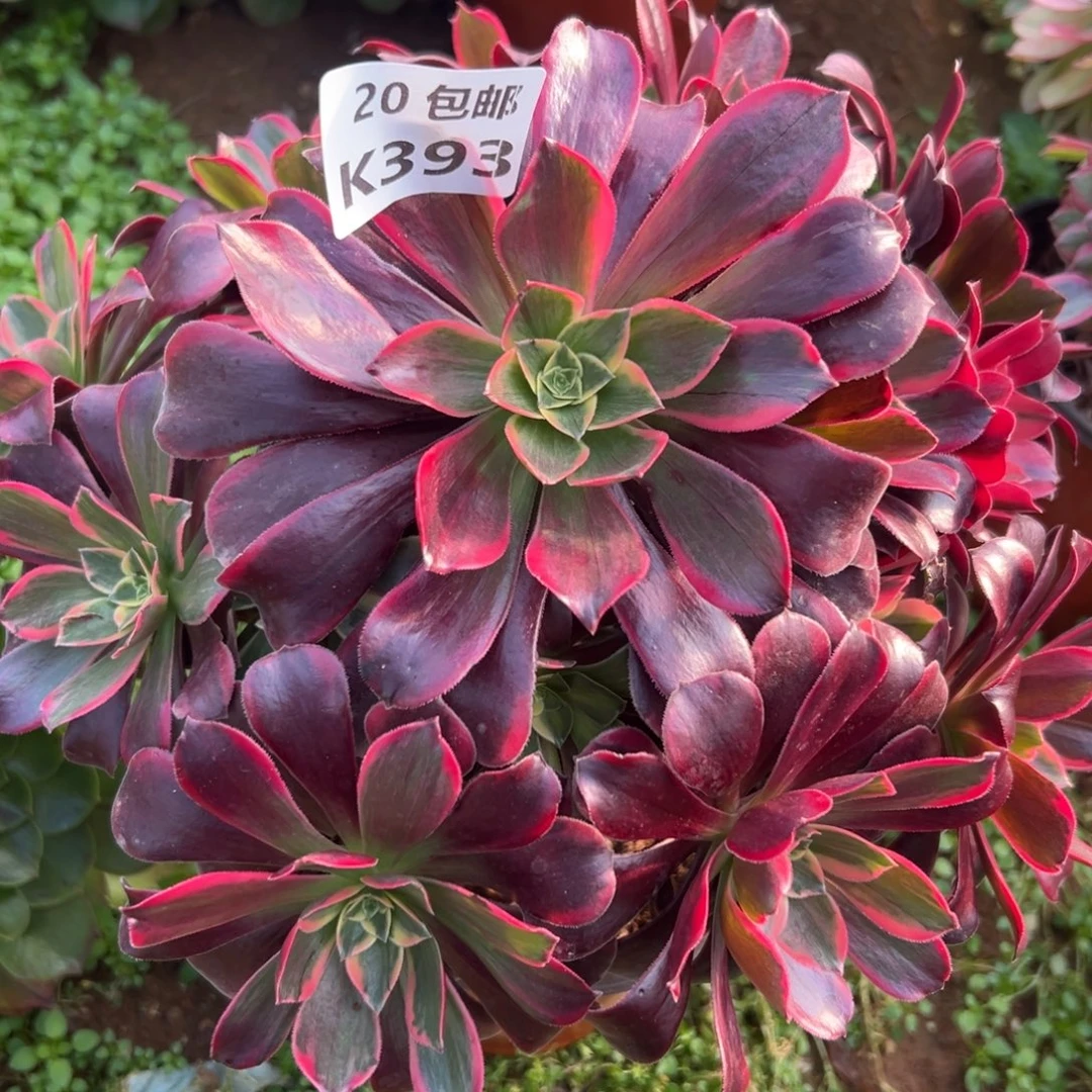 393凤冠，满20包邮嘟叮熊