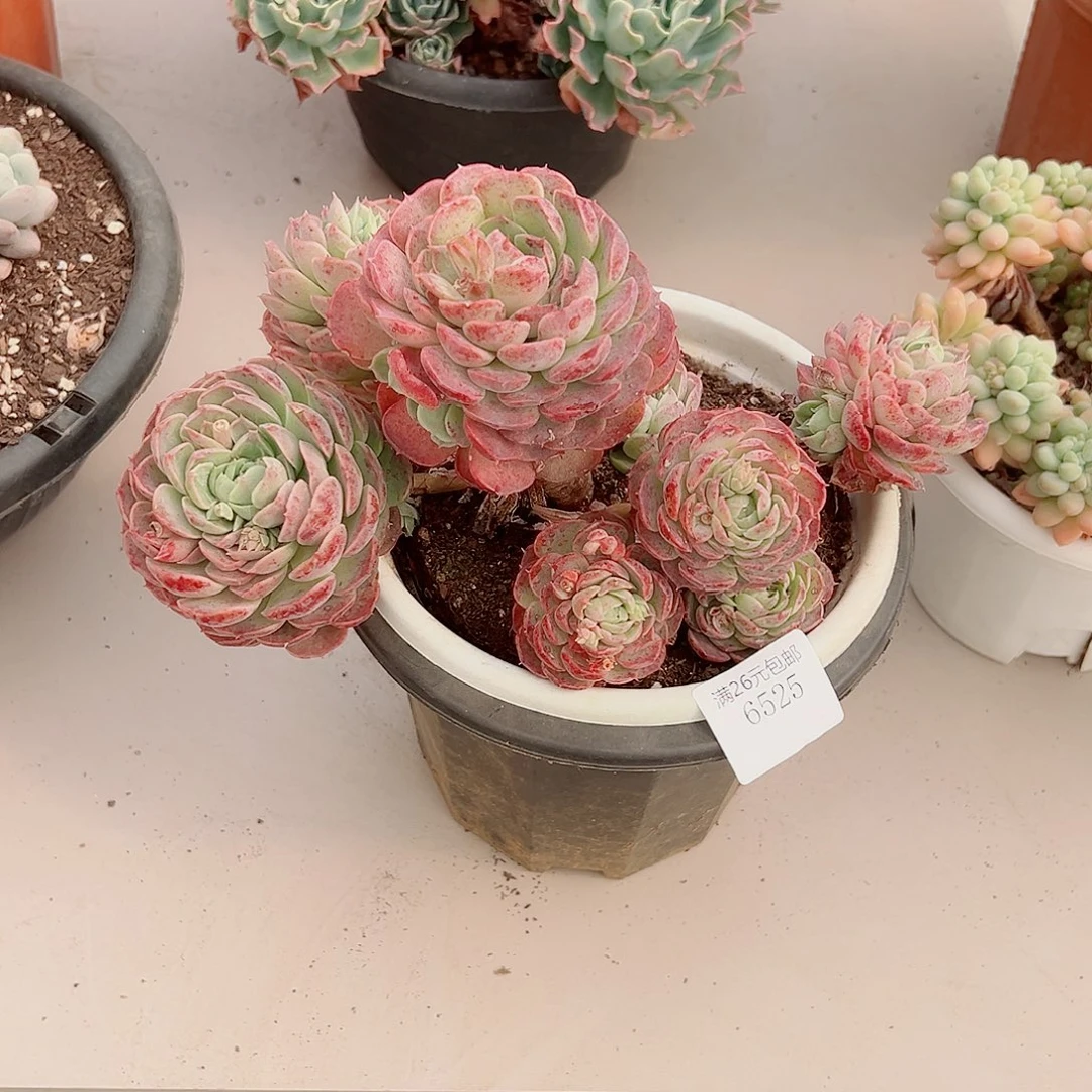 凡****6525朱砂痣多肉植物