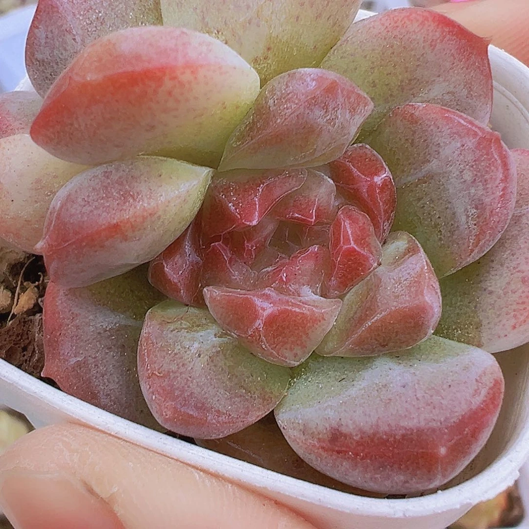 凝霜双头19包邮多肉植物