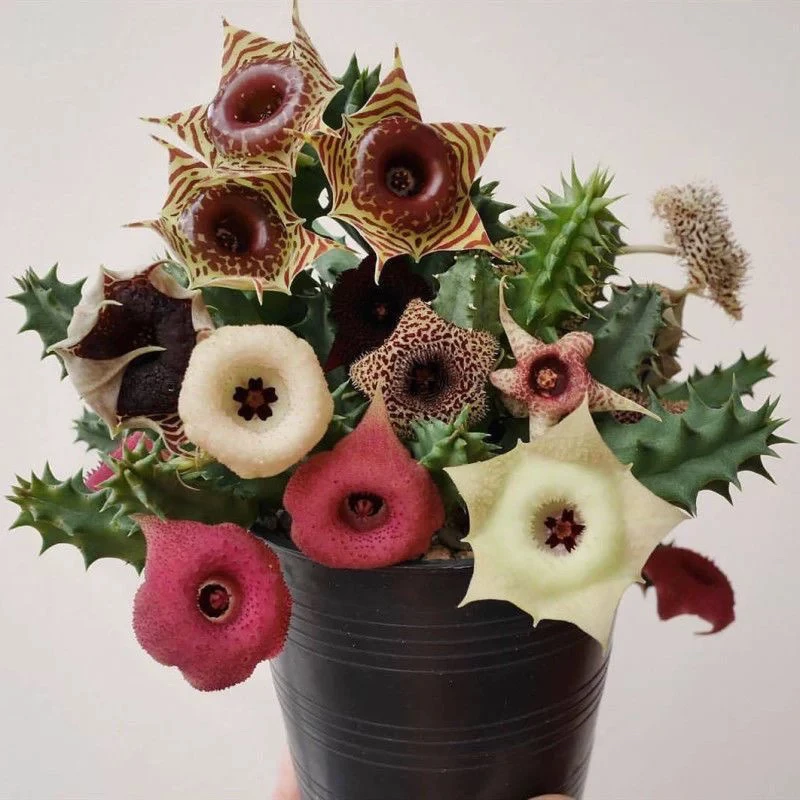 【满15元包邮】犀牛角多肉-发货不带花苞