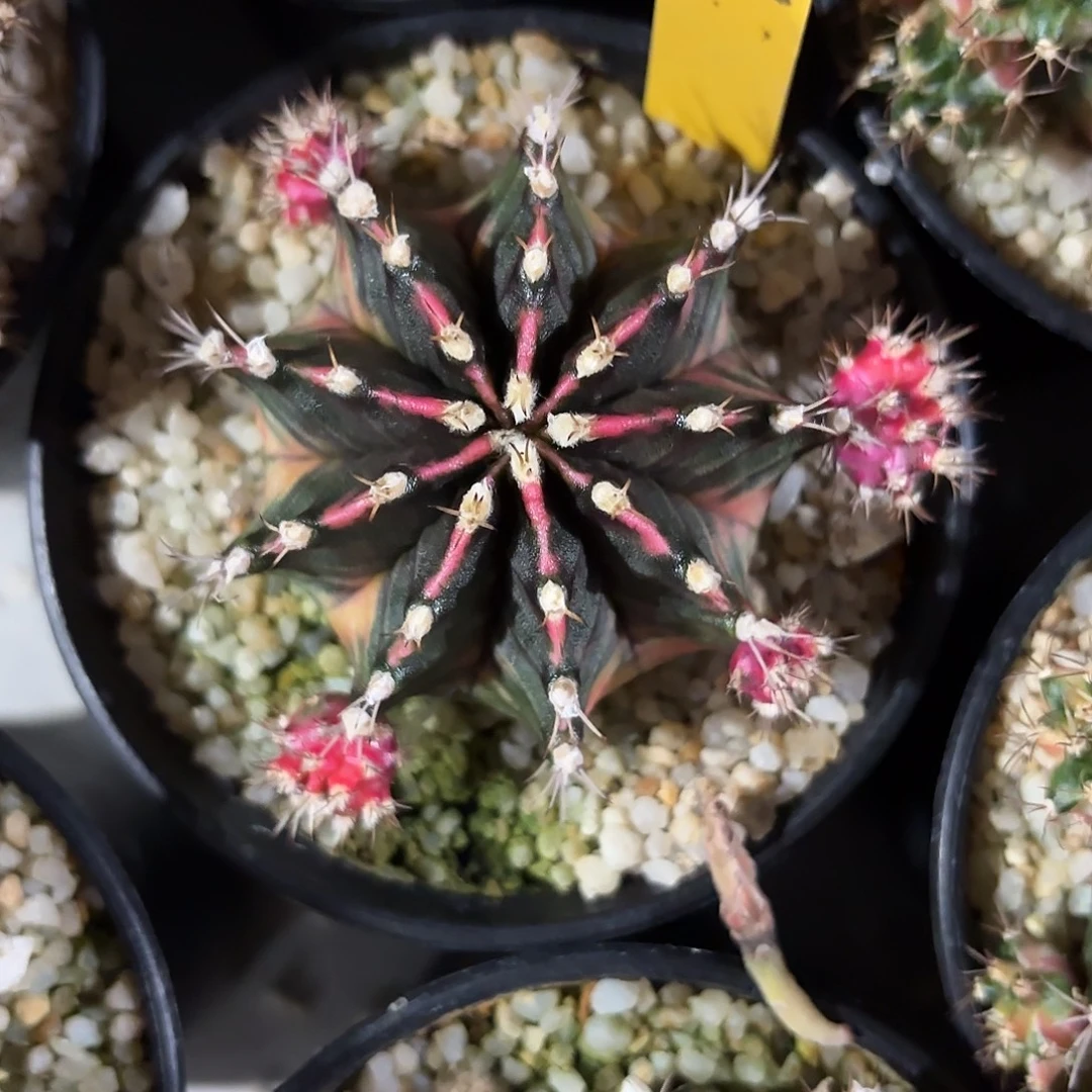 6-1120泰国发货多肉