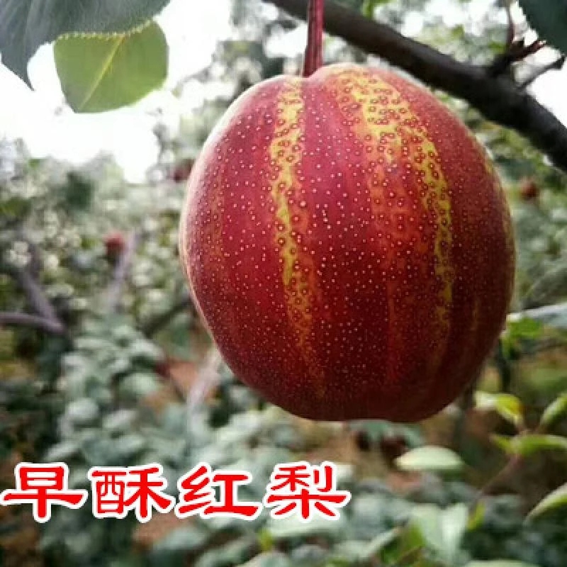 嫁接梨树苗早酥红梨红啤梨秋月梨果树苗南北方种植庭院盆栽地栽当