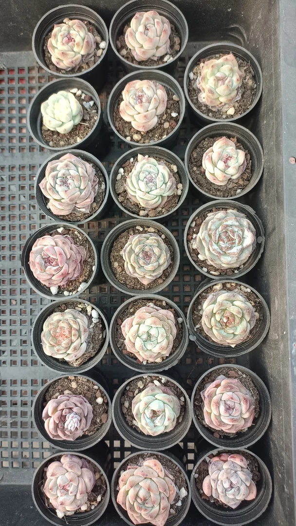 杂交20棵多肉植物