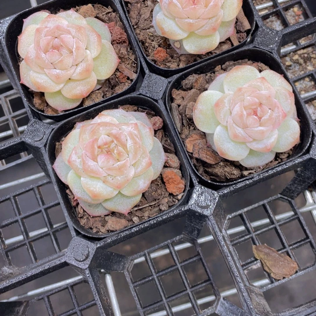 611号宽叶珍妮粉钻单头一个