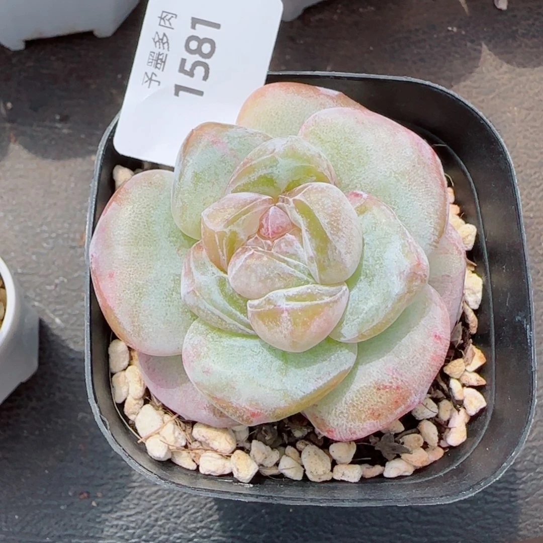 紫粉石化，1581多肉植物