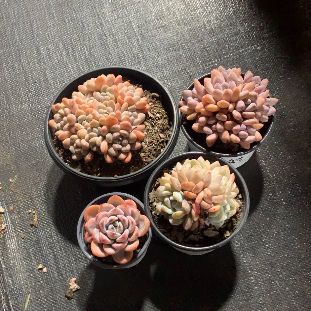 多肉植物多肉植物