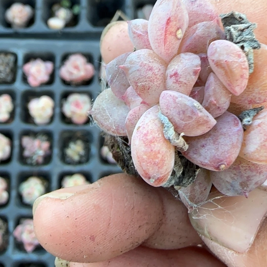 小卡拉米糖心一物一拍