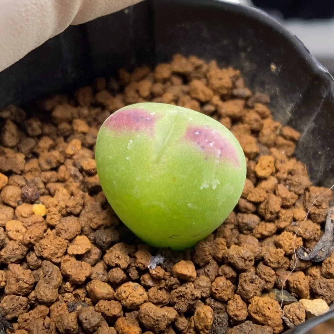 多肉植物肉锥杂交K-018