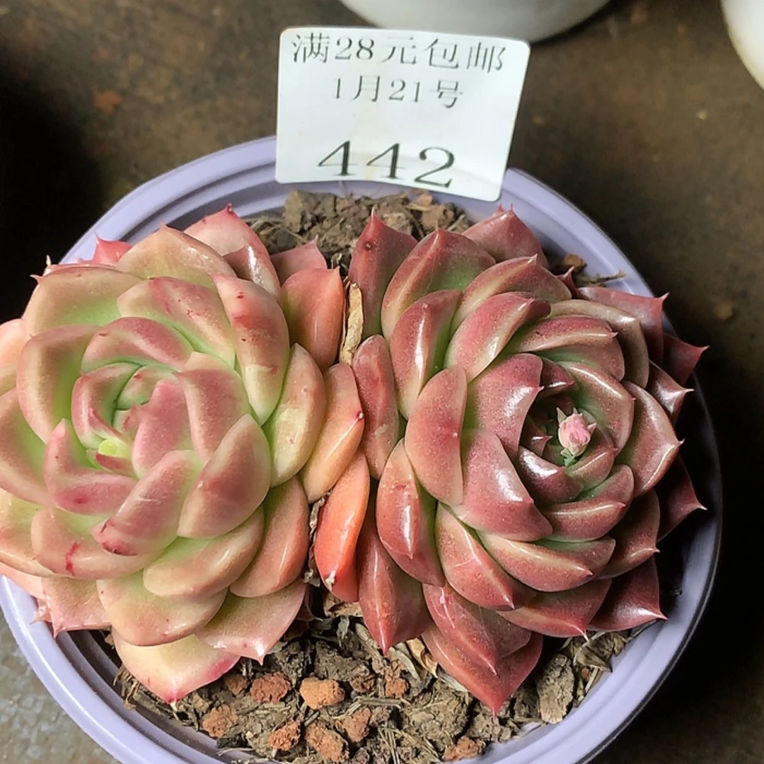 【闪购商品】?****?云442