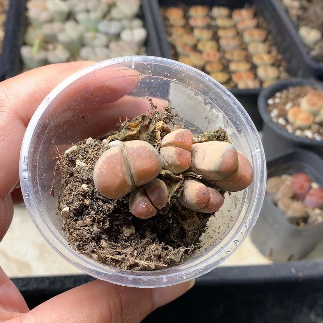 瓶**鱼G45多肉植物保护研究所