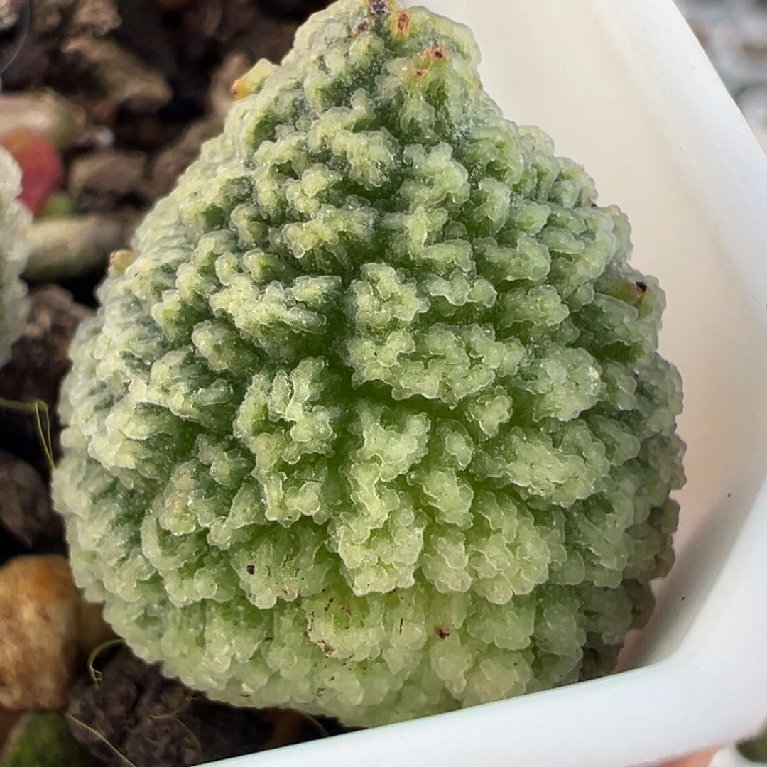 实生新品多肉植物叶子