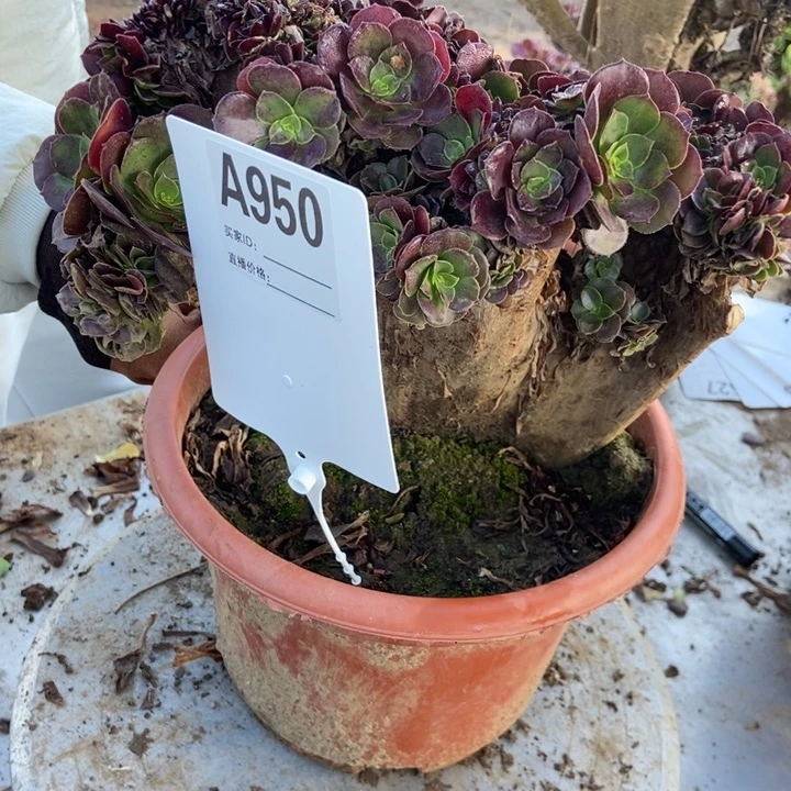 玲***姐950欧紫欧紫欧紫欧紫欧紫
