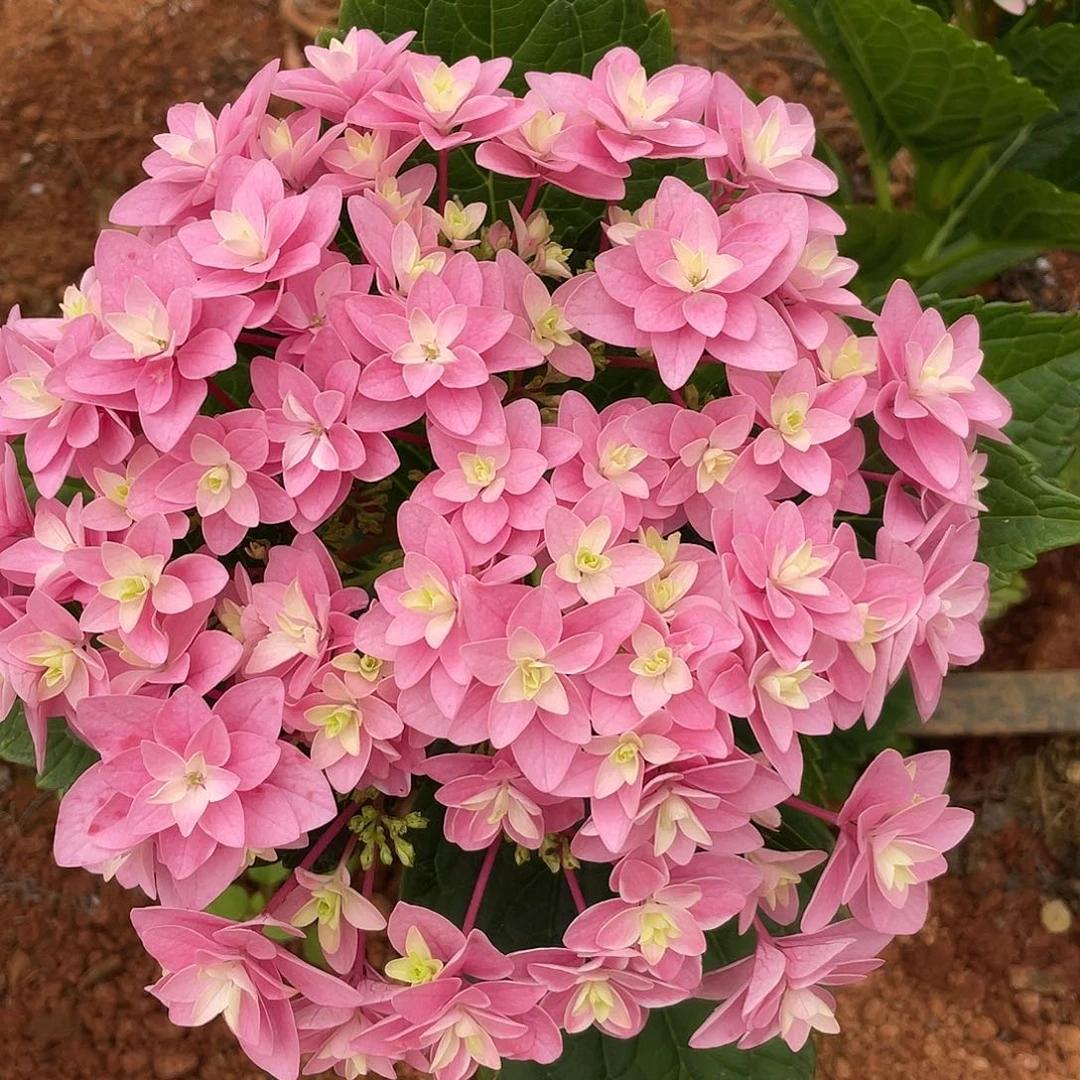 绣球切花一物一拍3枝起包邮，114
