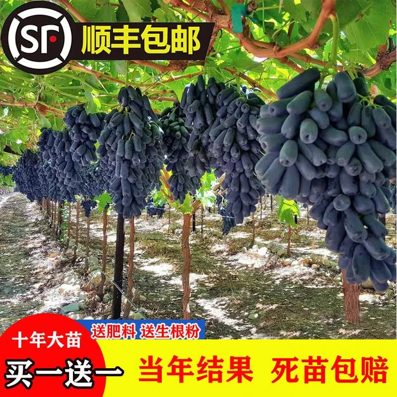 蓝宝石葡萄树苖南方北方种植特大爬藤果树葡萄苗盆栽地栽当年结果