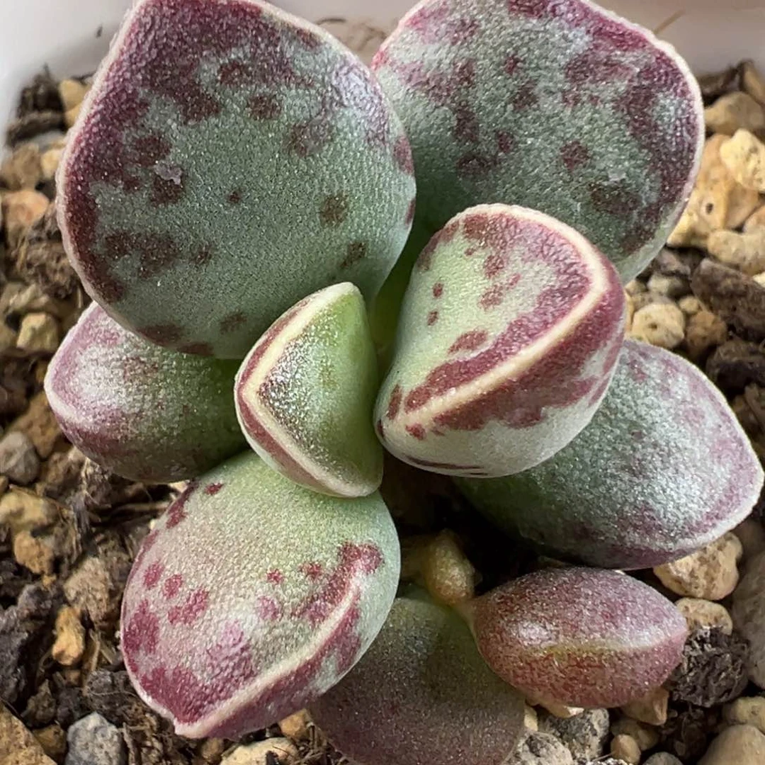 艾薇花蛋桩子多肉植物