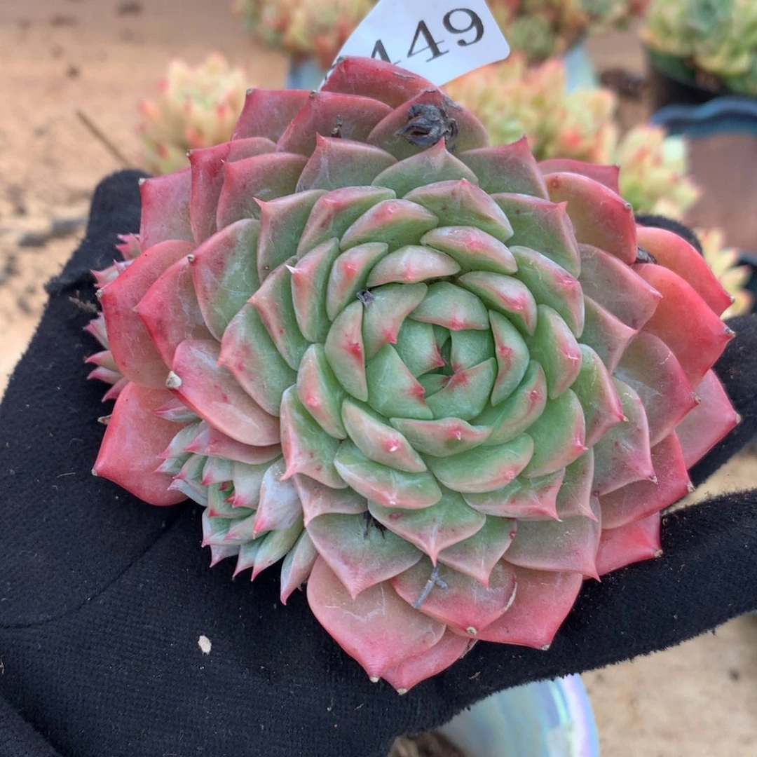 5449杂交多肉老桩