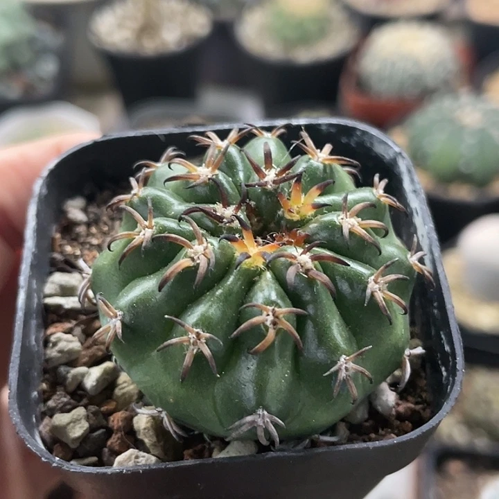 猫爪圆盘玉实生仙人球