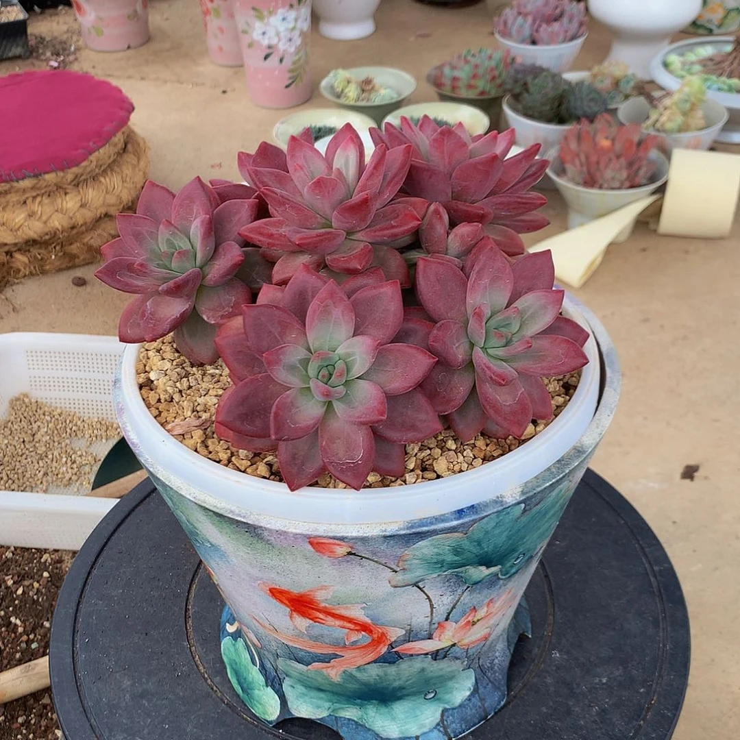 欣**贝赫菲斯托00000000