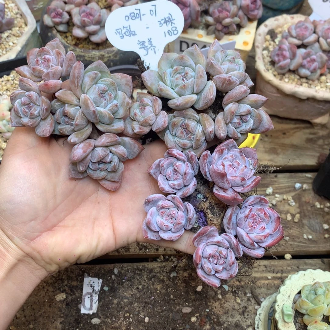 罗***敏080707 罗敏 专拍3棵星影