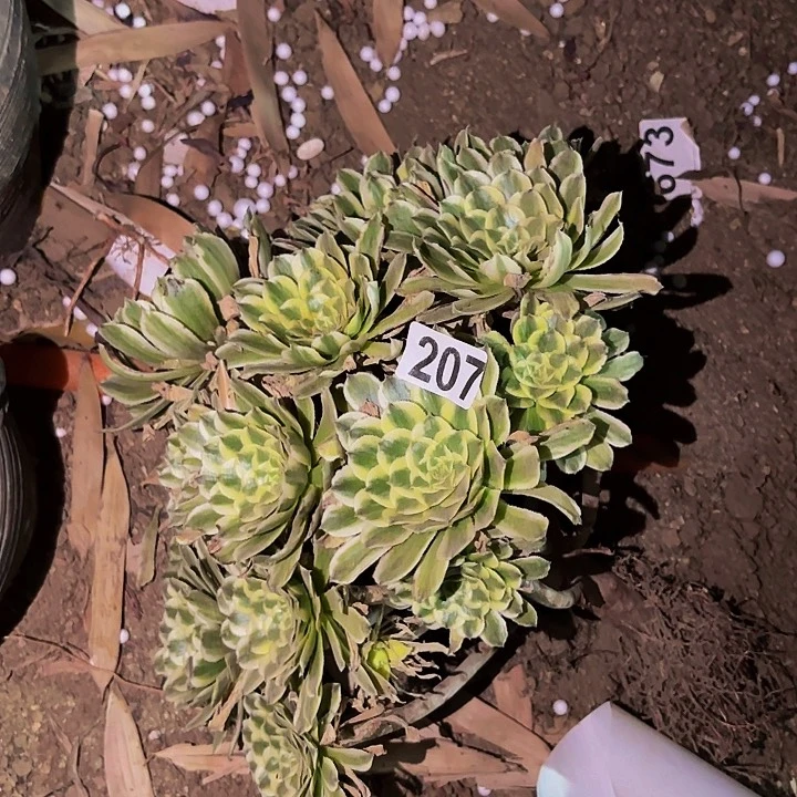 207碧浪多头植物不售后