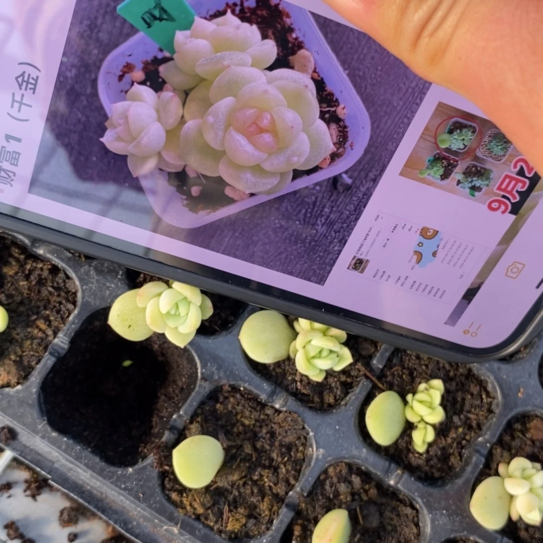 穴盘千金财富1叶插小小一个多肉