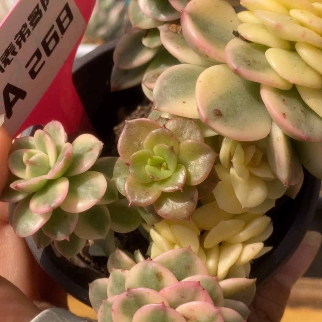 268蜡牡丹锦锦锦锦锦锦锦