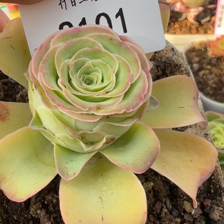 三碗101 帕系不知名福利