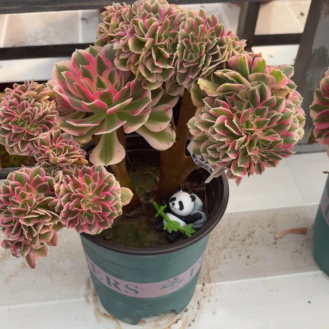 145粉女巫缀化多肉植物法师