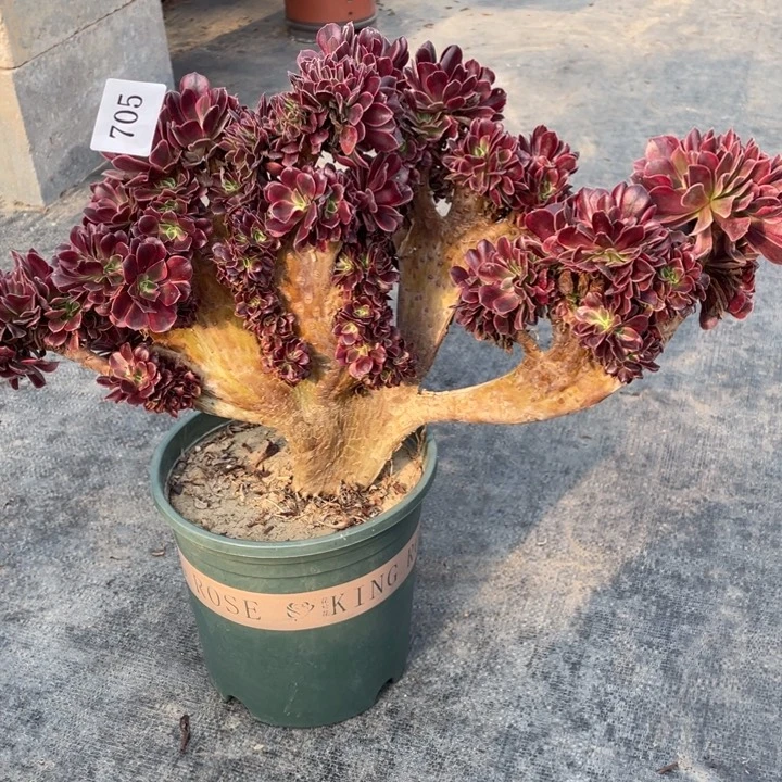 富***）705号美杜莎法师缀化有伤