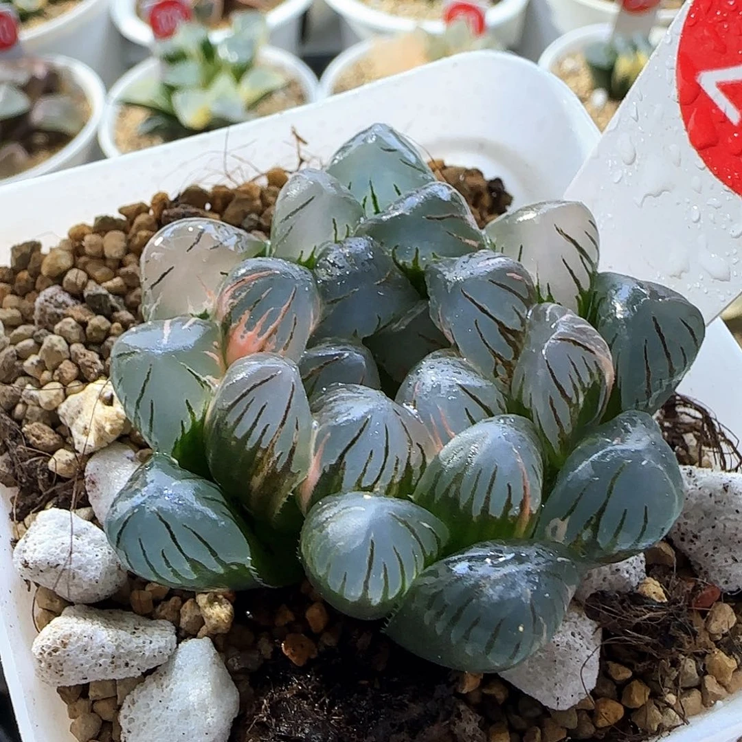 27号大窗冰灯玉露锦一物一拍带盆土