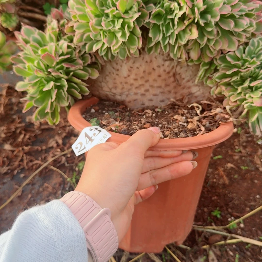 x***z243白凤缀化多肉植物满28包邮