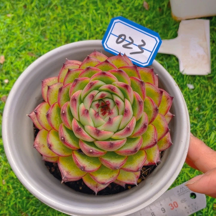 谢谢你的支持000000023