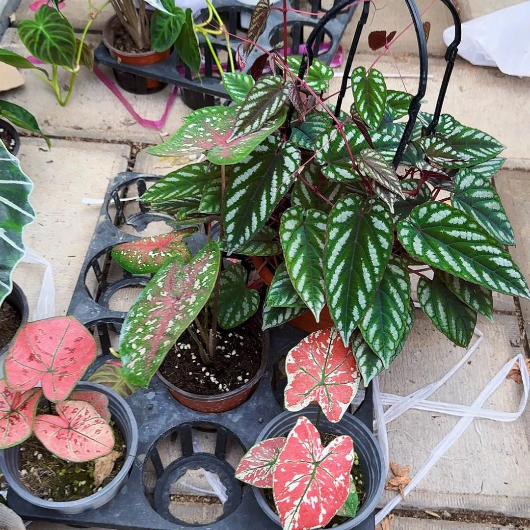 完全开放锦叶葡萄加彩叶芋三颗组合